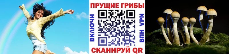 Псилоцибиновые грибы Psilocybine cubensis  Купить где  Красный Сулин 